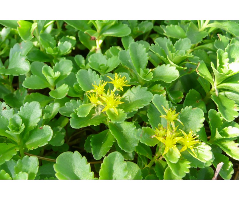 Orange Stonecrop